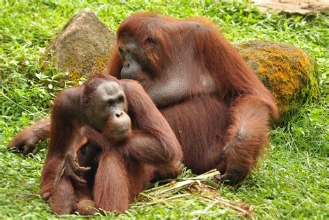 orangutans mating